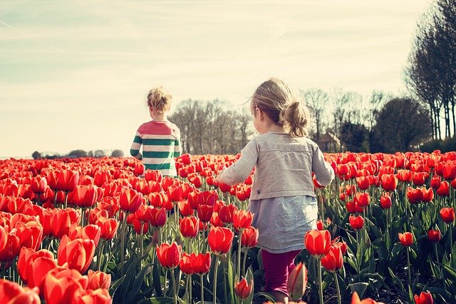 tulipany